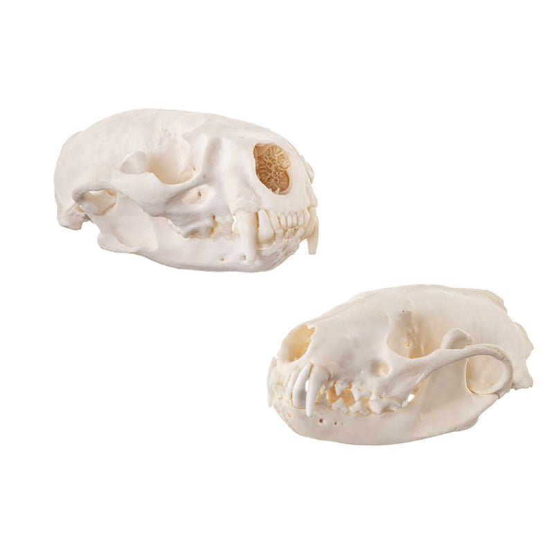 Real Mustelid Set (River Otter & Fisher)