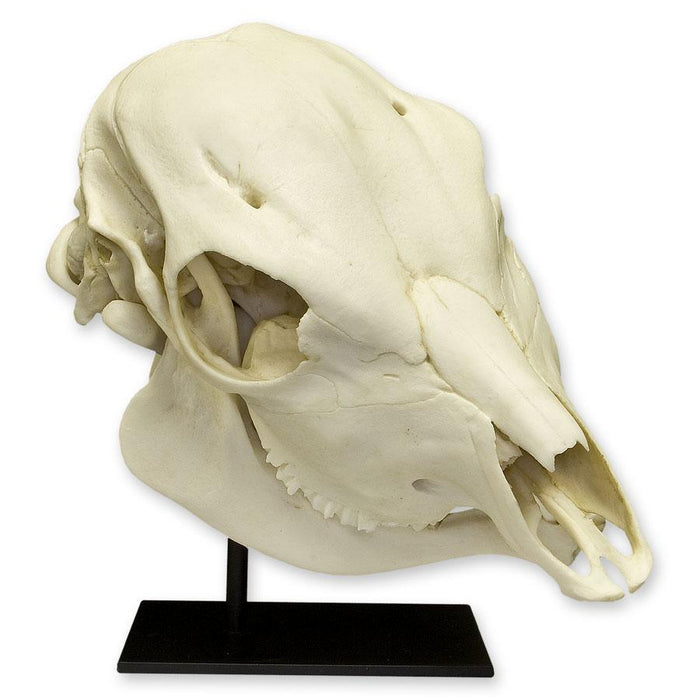 Replica Two-headed Calf Skull