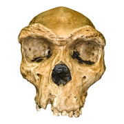 Replica Rhodesian Man Skull