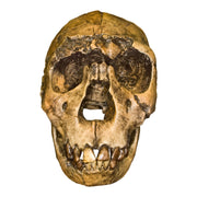 Replica Nariokotome Boy Skull