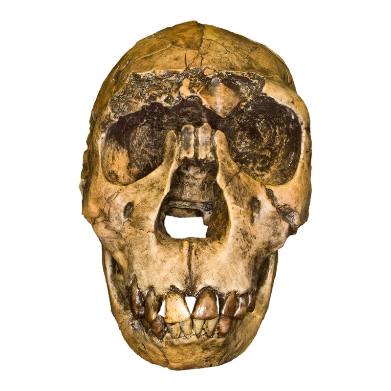 Replica Nariokotome Boy Skull