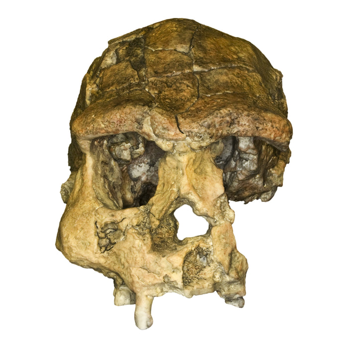 Replica Sangiran 17 Skull