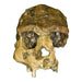 Replica Sangiran 17 Skull