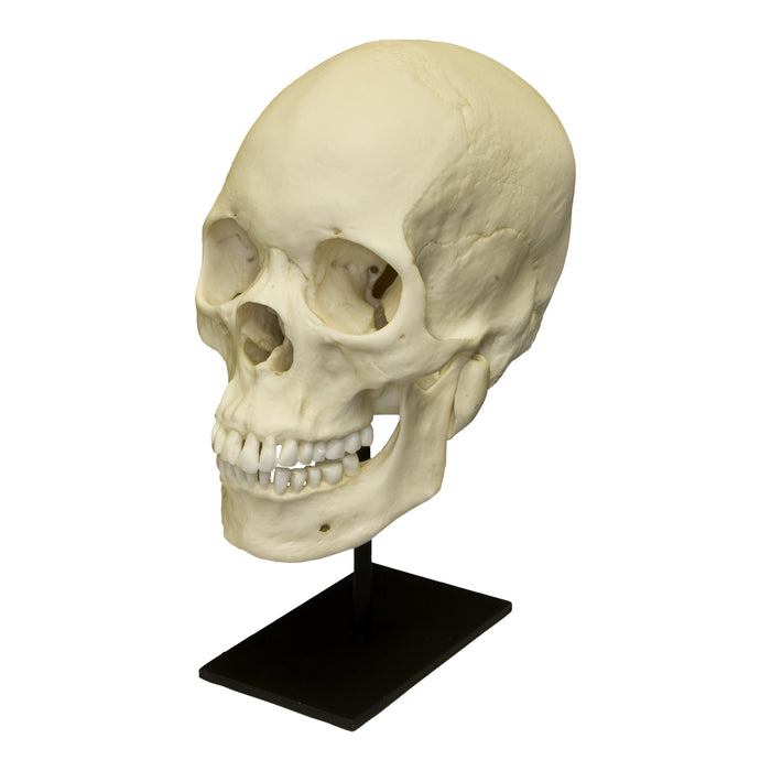 Replica Human Skull - Asian Female
