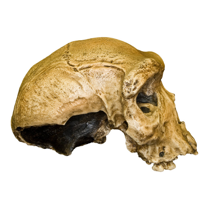 Replica Rhodesian Man Skull