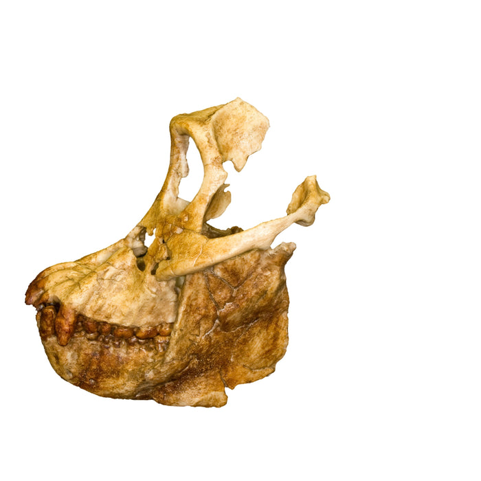Replica Sivapithecus Skull