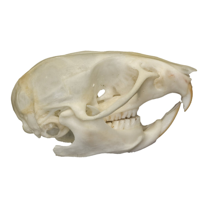Real Rat Skull