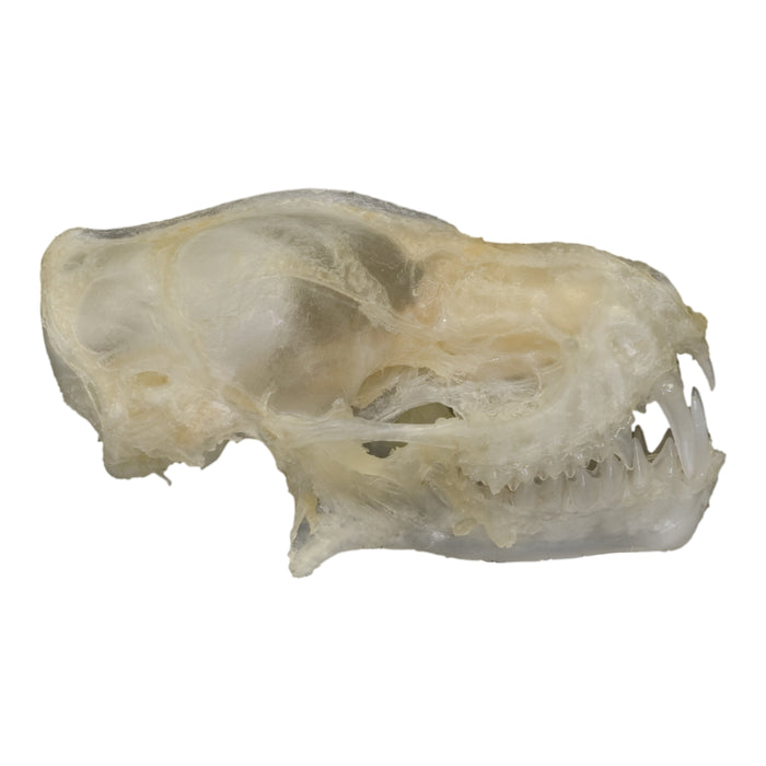 Real Javan Mastiff Bat Skull