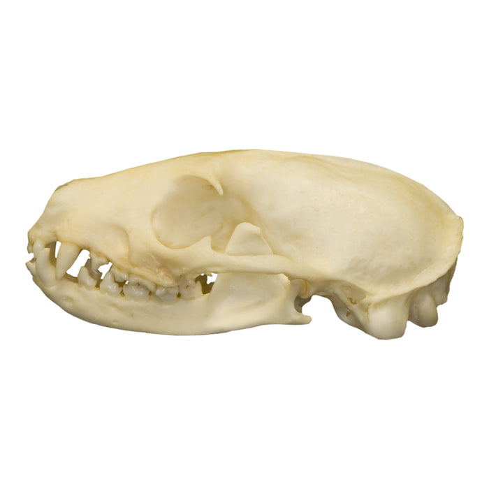 Real Flat-headed Kusimanse Skull