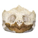 Real Snapping Turtle Skull (X-Large)