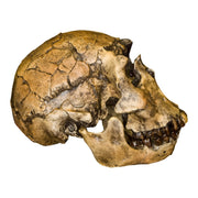 Replica Nariokotome Boy Skull