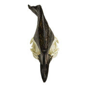 Replica Cassowary Skull