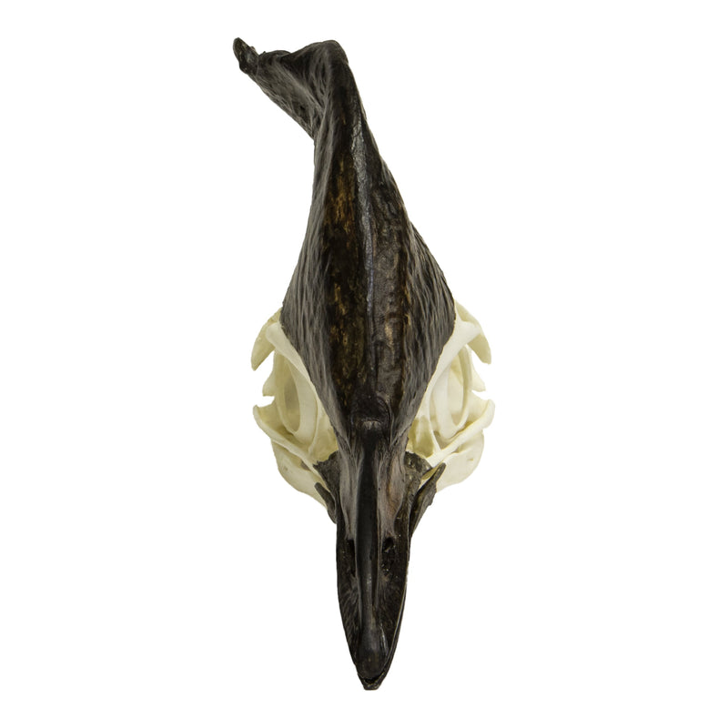 Replica Cassowary Skull