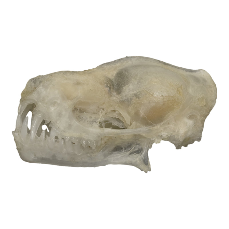 Real Javan Mastiff Bat Skull