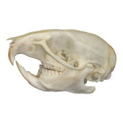 Real Rat Skull