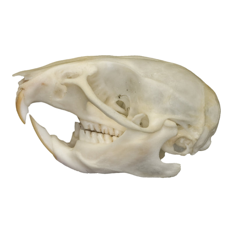 Real Rat Skull