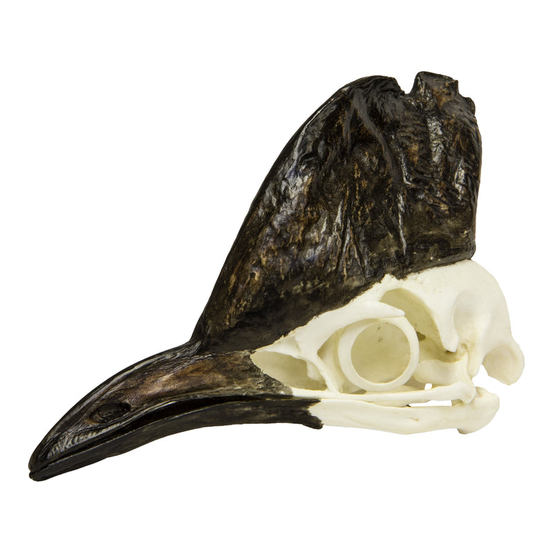 Replica Cassowary Skull