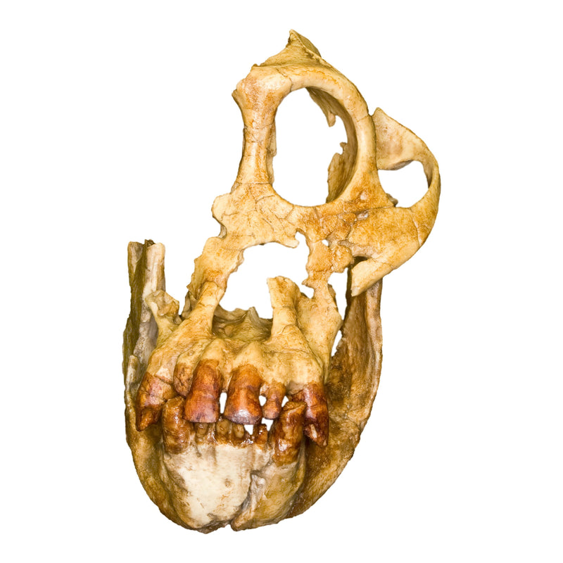 Replica Sivapithecus Skull