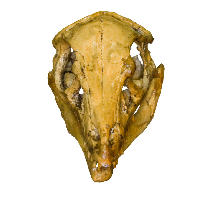 Replica Archaeopteryx Skull