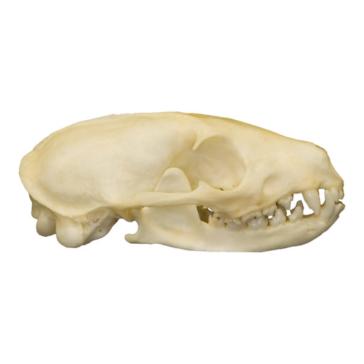 Real Flat-headed Kusimanse Skull