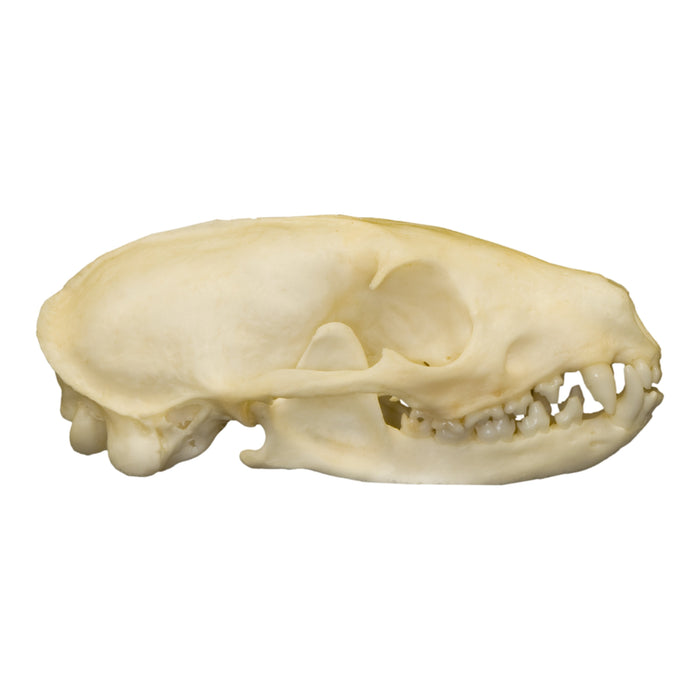 Real Flat-headed Kusimanse Skull