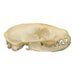 Real Flat-headed Kusimanse Skull