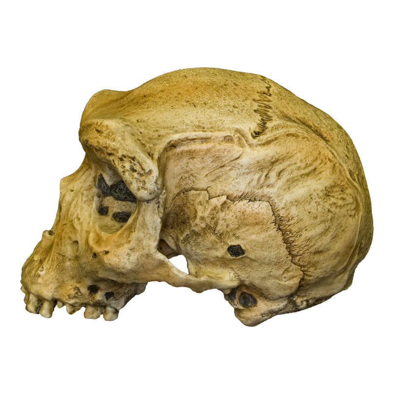 Replica Rhodesian Man Skull