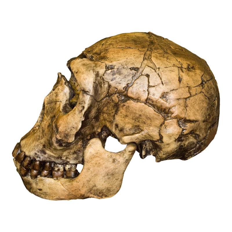 Replica Nariokotome Boy Skull