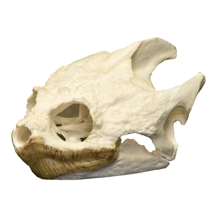 Real Snapping Turtle Skull (X-Large)