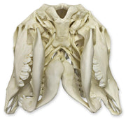 Replica Two-headed Calf Skull