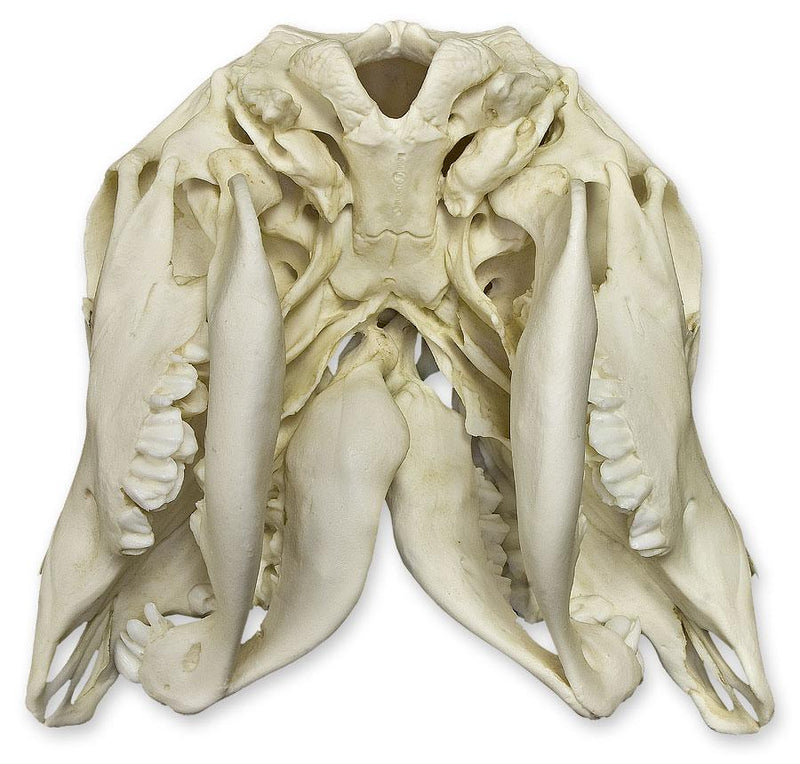 Replica Two-headed Calf Skull