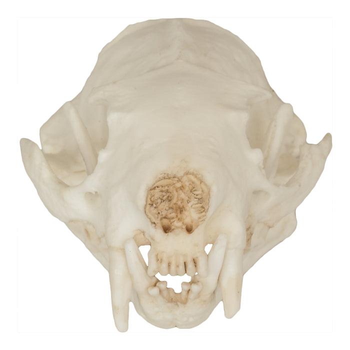 Replica Black-Footed Ferret Skull