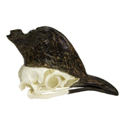 Replica Cassowary Skull