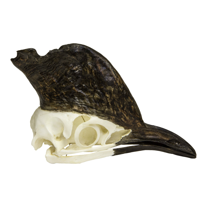 Replica Cassowary Skull
