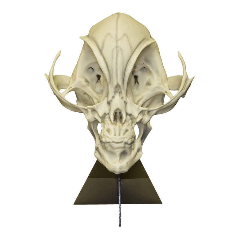 Replica Alien Skull with Stand