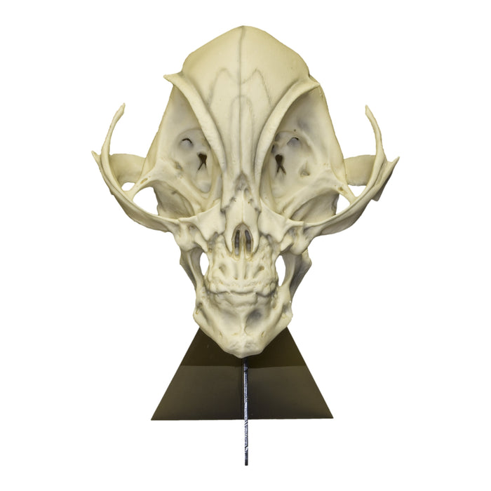 Replica Alien Skull with Stand