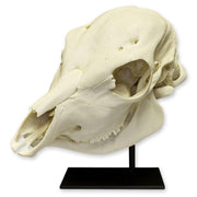 Replica Two-headed Calf Skull
