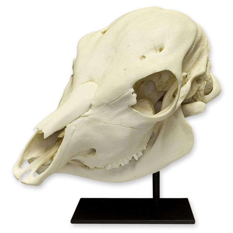 Replica Two-headed Calf Skull