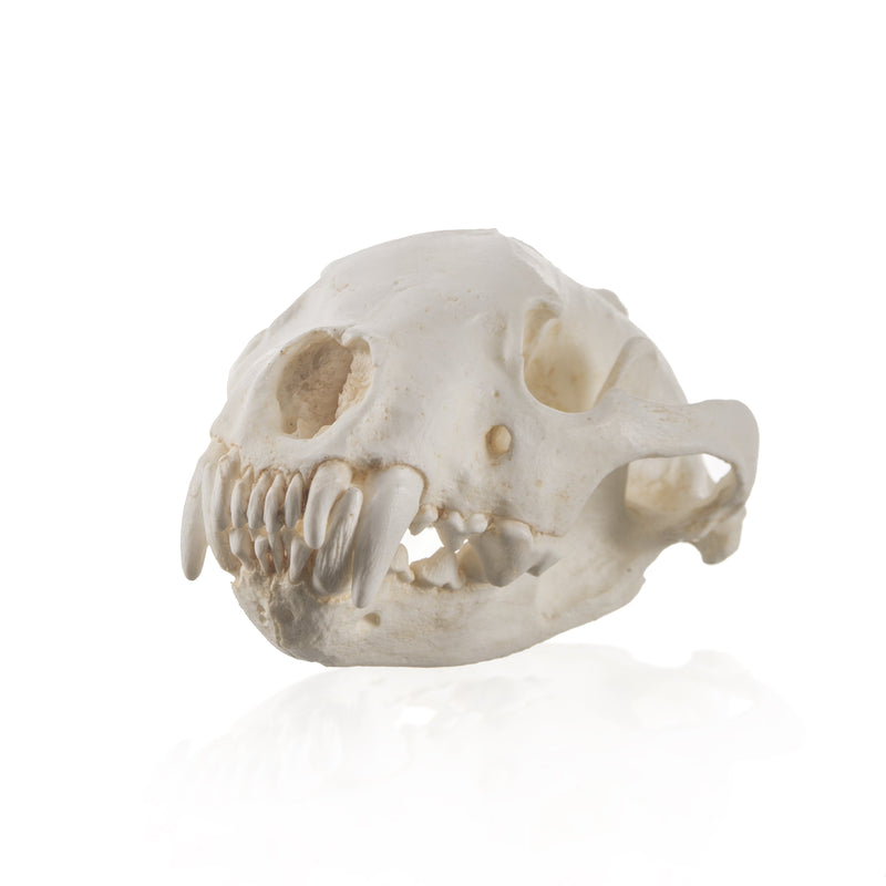 Replica Wolverine Skull