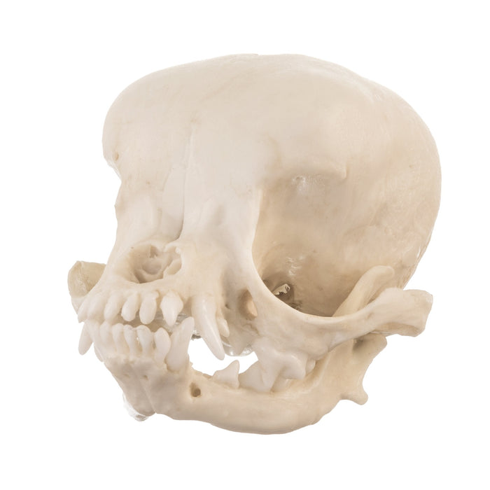 Replica Apple Head Chihuahua Skull