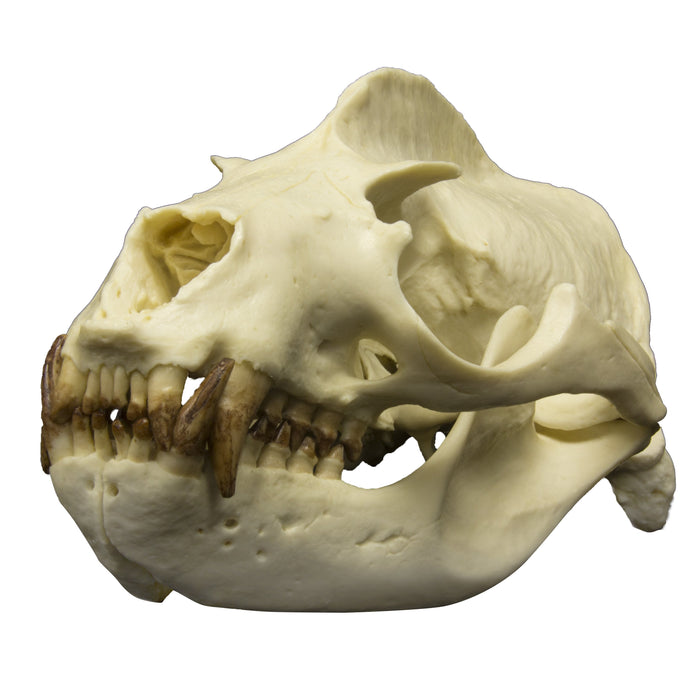 Replica California Sea Lion Skull - Male