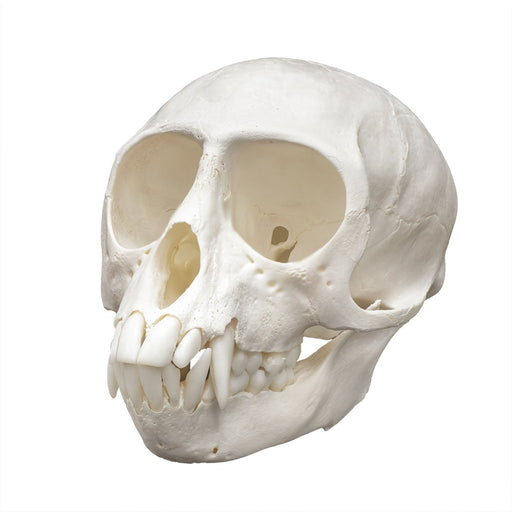 Real Vervet Monkey Skull - Male
