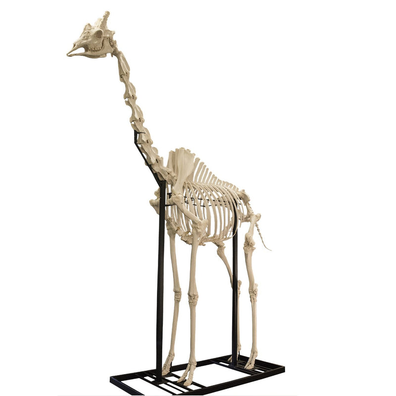 Real Southern Giraffe Skeleton - Articulated (13'7")