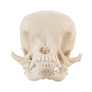 Replica Domestic Dog Skull - Apple Head Chihuahua