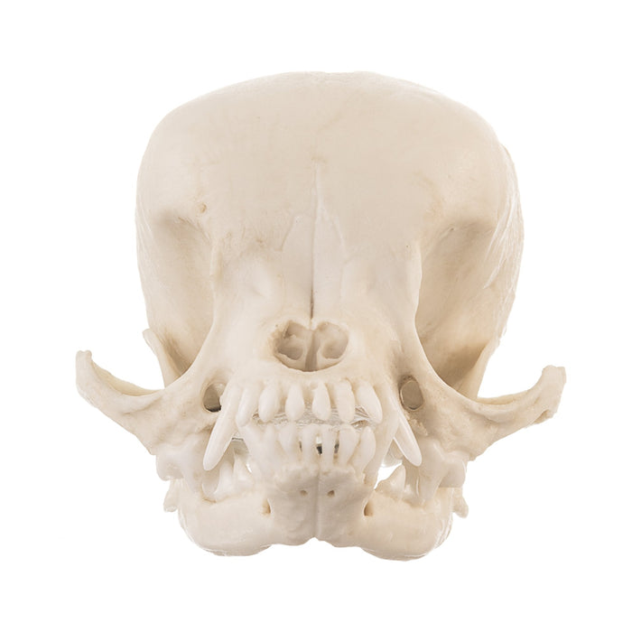 Replica Apple Head Chihuahua Skull