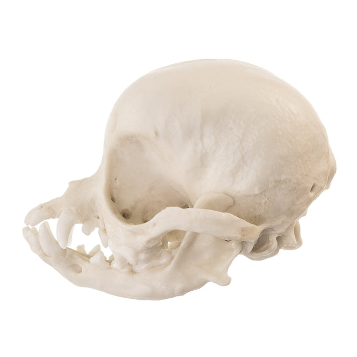 Replica Apple Head Chihuahua Skull