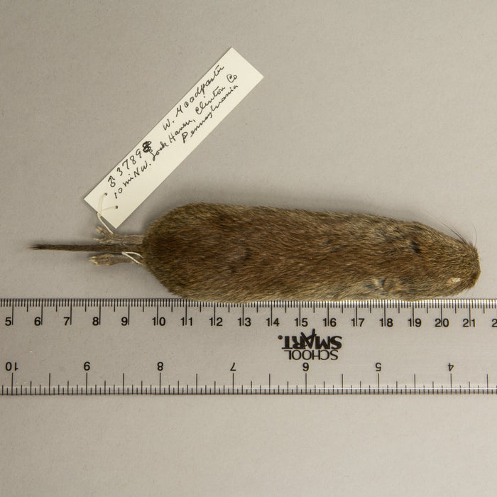 Real White-footed Mouse Study Skin