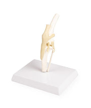 Replica Canine Knee