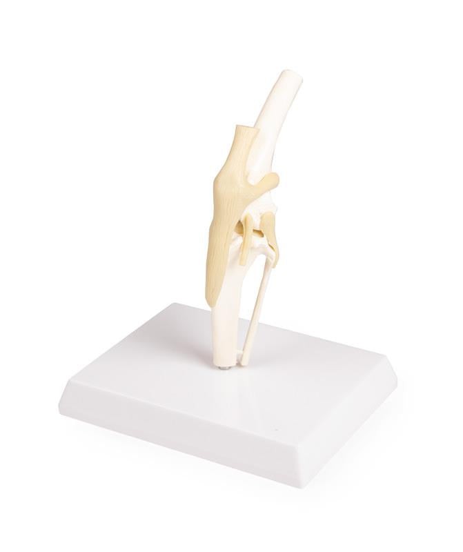 Replica Canine Knee