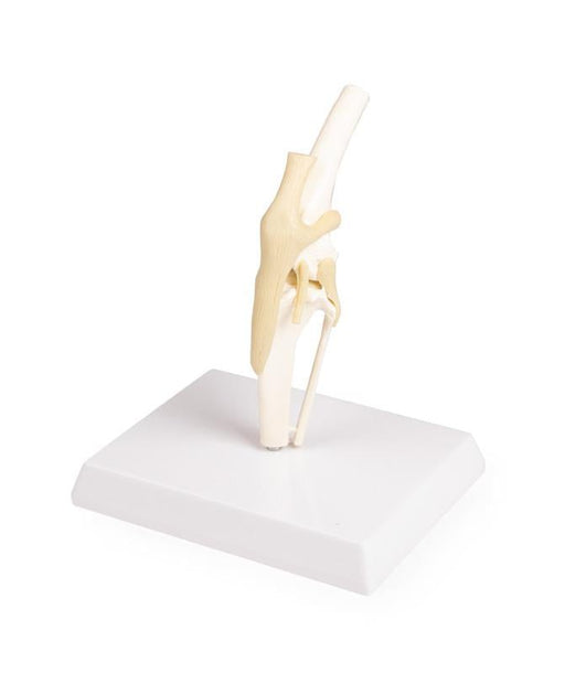 Replica Canine Knee